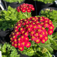 Load image into Gallery viewer, Achillea Desert Eve™ 'Red Improved' Yarrow