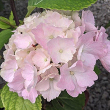 Load image into Gallery viewer, Hydrangea Onyx™ Flamingo