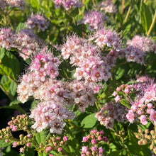 Load image into Gallery viewer, Spirea 'Little Princess'