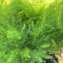 Load image into Gallery viewer, Asparagus ‘Mary Washington’