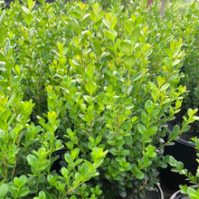 Load image into Gallery viewer, Wintergreen Boxwood