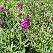 Load image into Gallery viewer, Butterfly Bush ‘Buzz Magenta’