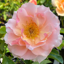 Load image into Gallery viewer, Mother of Pearl® Rose