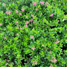 Load image into Gallery viewer, Escallonia 'Pink Princess'