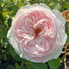 Load image into Gallery viewer, Earth Angel Parfuma® Rose