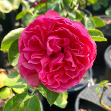 Load image into Gallery viewer, Pink Traviata® Rose