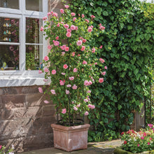 Load image into Gallery viewer, Strawberry Hill Rose