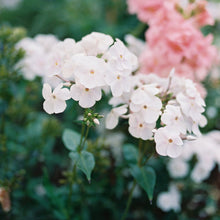 Load image into Gallery viewer, Phlox ‘Fashionably Early Crystal’