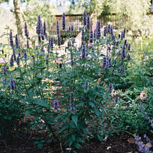 Load image into Gallery viewer, Giant Hyssop 'Black Adder'
