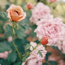 Load image into Gallery viewer, Koko Loko™ Rose