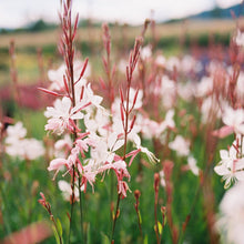 Load image into Gallery viewer, Gaura 'Whirling Butterflies'