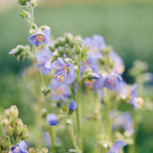 Load image into Gallery viewer, Jacob’s Ladder 'Heavenly Habit'