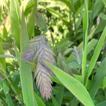 Load image into Gallery viewer, Northern Sea Oats