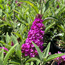 Load image into Gallery viewer, Butterfly Bush ‘Buzz Magenta’