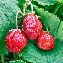 Load image into Gallery viewer, Ornamental Strawberry