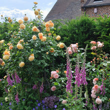 Load image into Gallery viewer, Crown Princess Margareta® Rose (Bare Root)