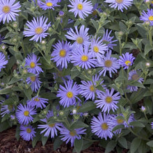 Load image into Gallery viewer, Aster Woods Blue