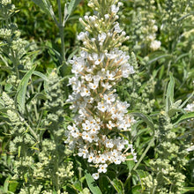 Load image into Gallery viewer, Buzz® Ivory Butterfly Bush