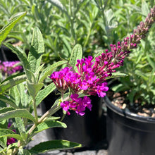 Load image into Gallery viewer, Butterfly Bush ‘Buzz Magenta’