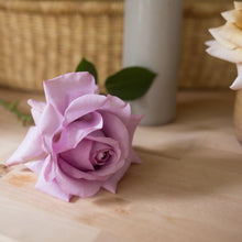 Load image into Gallery viewer, Love Song Rose