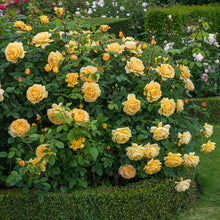 Load image into Gallery viewer, Golden Celebration Rose