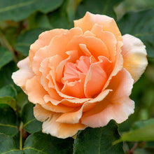 Load image into Gallery viewer, Just Joey® Rose
