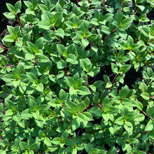 Load image into Gallery viewer, Little Quick Fire® Panicle Hydrangea