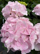 Load image into Gallery viewer, Hydrangea Onyx™ Flamingo