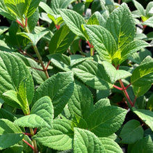 Load image into Gallery viewer, Little Quick Fire® Panicle Hydrangea