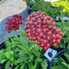 Load image into Gallery viewer, Achillea Desert Eve™ 'Red Improved' Yarrow