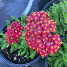 Load image into Gallery viewer, Desert Eve™ Red Improved Yarrow