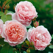 Load image into Gallery viewer, Strawberry Hill Rose