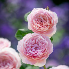 Load image into Gallery viewer, Queen of Sweden Rose