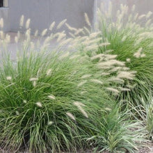 Load image into Gallery viewer, Fountain Grass 'Little Bunny'