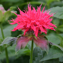 Load image into Gallery viewer, Monarda Pink Supreme Bee Balm