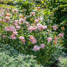 Load image into Gallery viewer, Queen of Sweden Rose