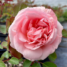 Load image into Gallery viewer, Parfuma® Bliss Rose