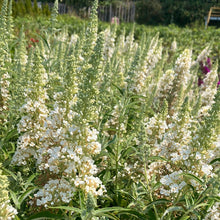 Load image into Gallery viewer, Buzz® Ivory Butterfly Bush