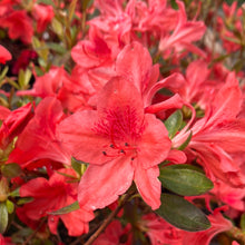 Load image into Gallery viewer, Fashion Azalea