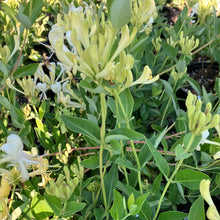 Load image into Gallery viewer, Scentsation' Honeysuckle