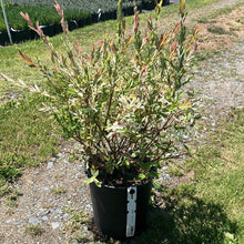 Load image into Gallery viewer, Dappled Willow