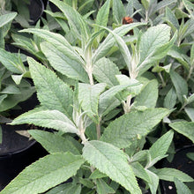 Load image into Gallery viewer, Butterfly Bush 'Buzz™ Midnight'