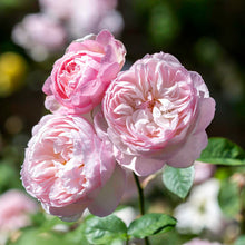 Load image into Gallery viewer, Gentle Hermione Rose (Bare Root)