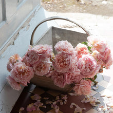 Load image into Gallery viewer, Eustacia Vye Rose (Bare Root)