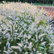Load image into Gallery viewer, Fountain Grass 'Little Bunny'