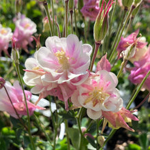 Load image into Gallery viewer, Columbine ‘Winky Double Rose-White’
