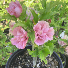 Load image into Gallery viewer, Pink Chiffon® Rose of Sharon