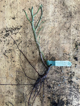 Load image into Gallery viewer, Roald Dahl Rose (Bare Root)