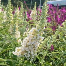 Load image into Gallery viewer, Buzz® Ivory Butterfly Bush