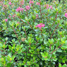 Load image into Gallery viewer, Escallonia 'Pink Princess'
